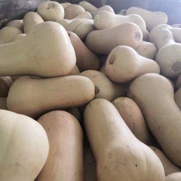 金红色的奶油南瓜，枕头南瓜口感干面，甜，无籽