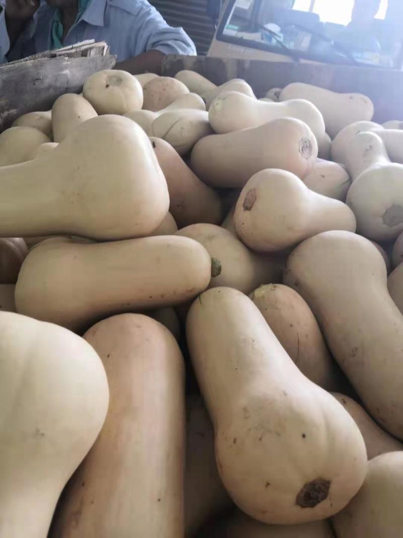 金红色的奶油南瓜，枕头南瓜口感干面，甜，无籽