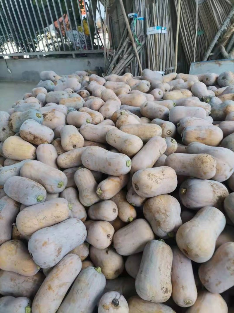 金红色的奶油南瓜，枕头南瓜口感干面，甜，无籽