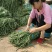 精品长豆角