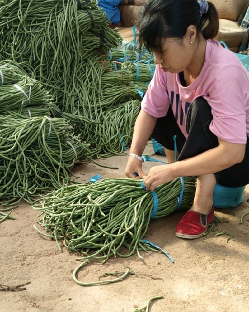 精品长豆角