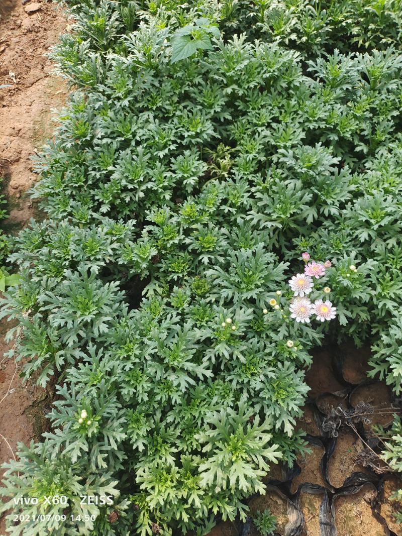 玛格丽特产地批发常年销售可视频看货欢迎选购