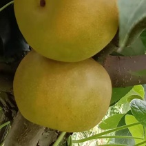 新鲜翠玉梨