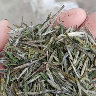 信阳毛尖商城县高山茶