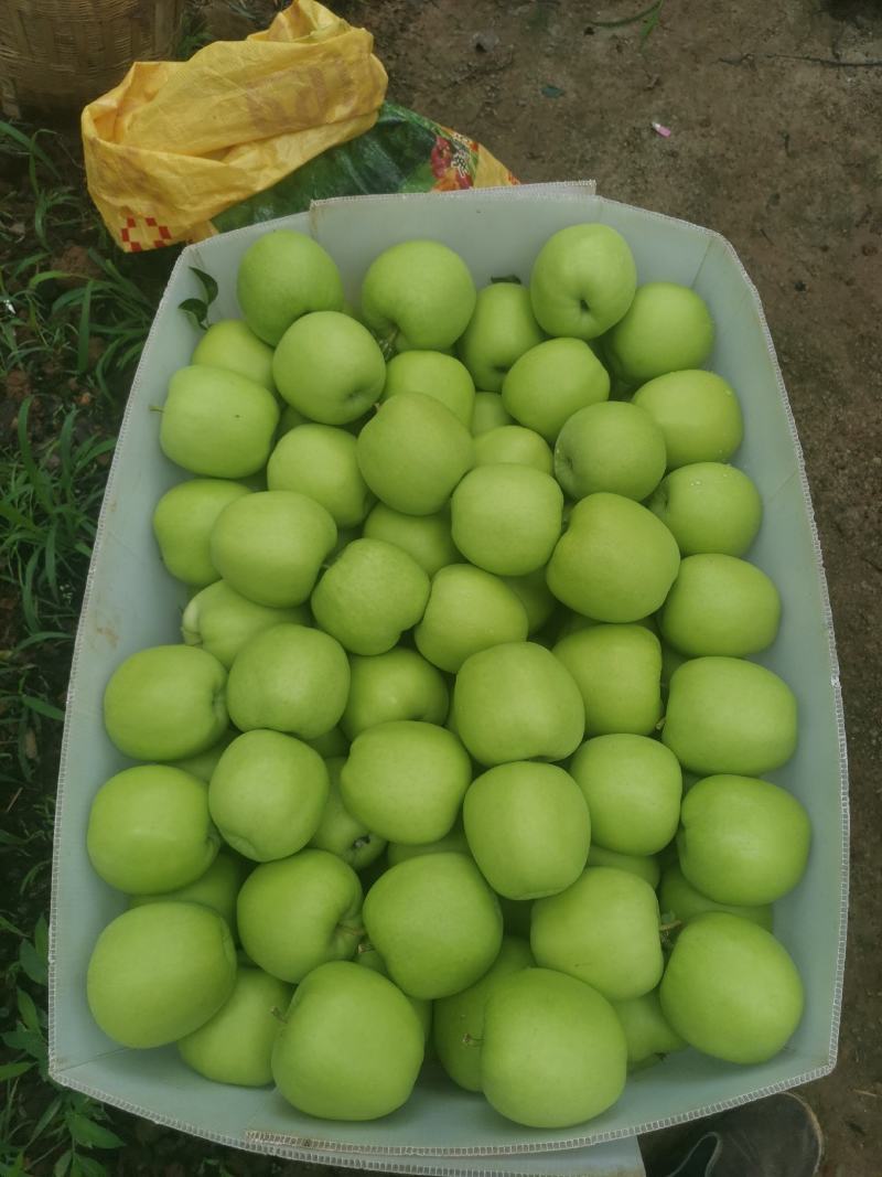 汉源矮桩青苹果，现已翻白，味道酸甜可口。