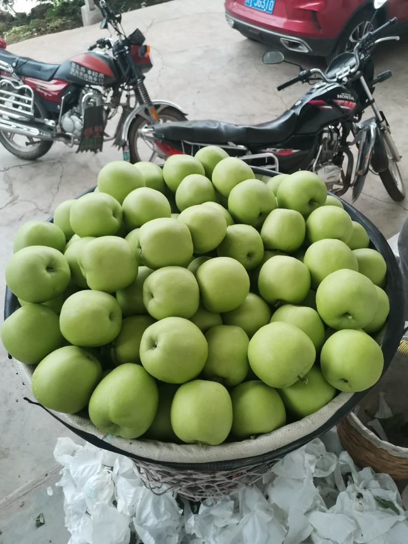 汉源矮桩青苹果，现已翻白，味道酸甜可口。
