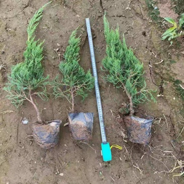 青州上盆龙柏(小龙柏)基地直发一手货源