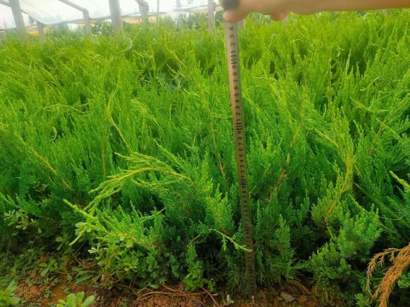 青州上盆龙柏（小龙柏）基地直发一手货源
