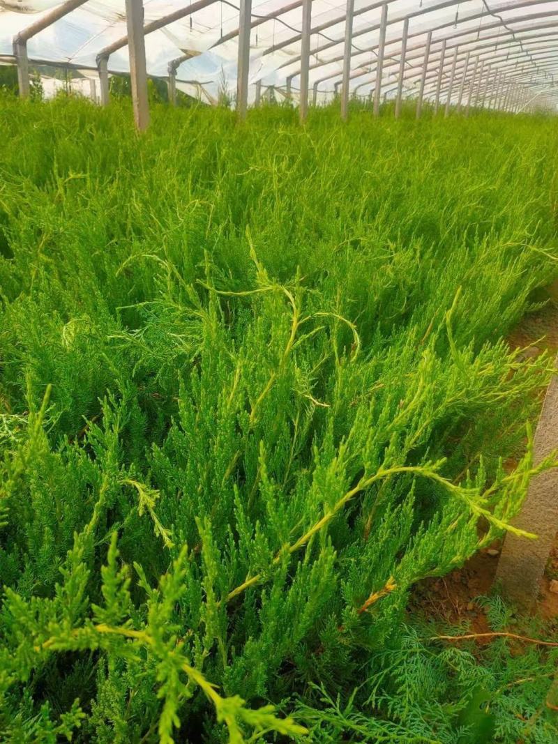青州上盆龙柏（小龙柏）基地直发一手货源