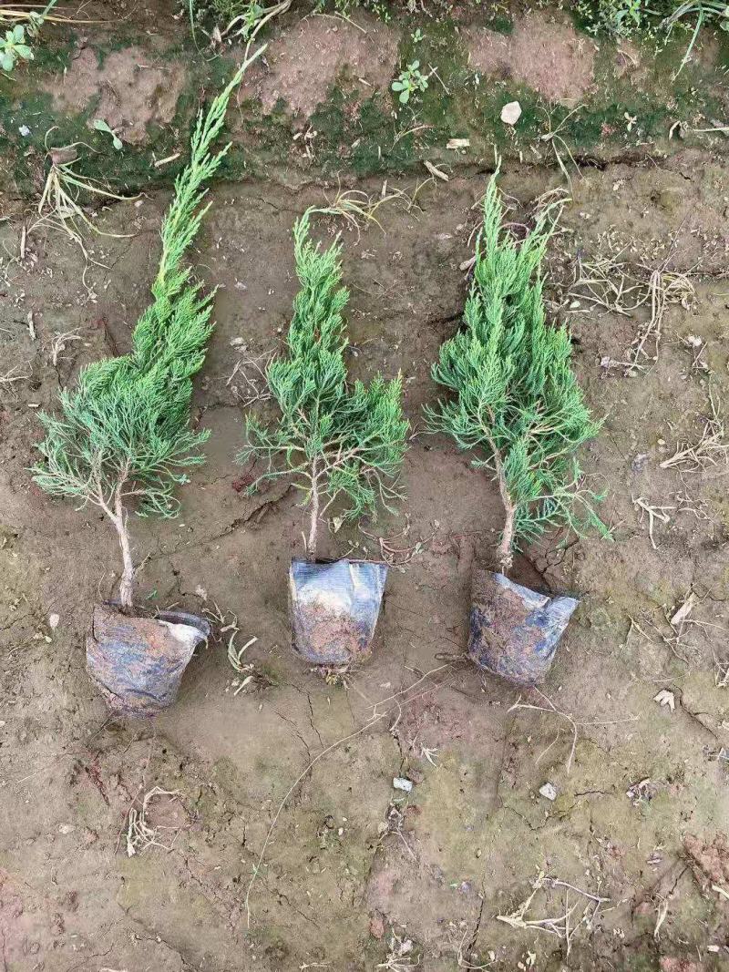 青州上盆龙柏（小龙柏）基地直发一手货源