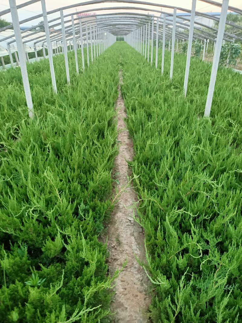 青州上盆龙柏（小龙柏）基地直发一手货源