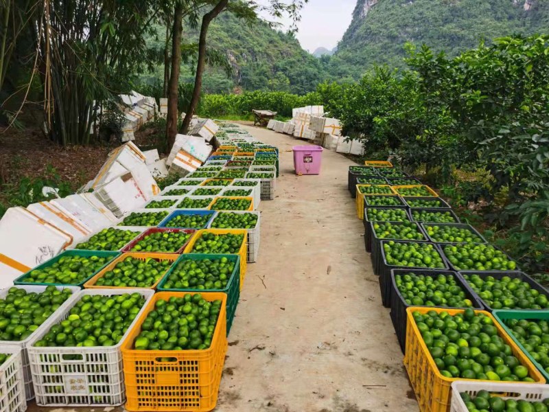 有广东香水，有台湾子弹头香水，青柠檬一级果