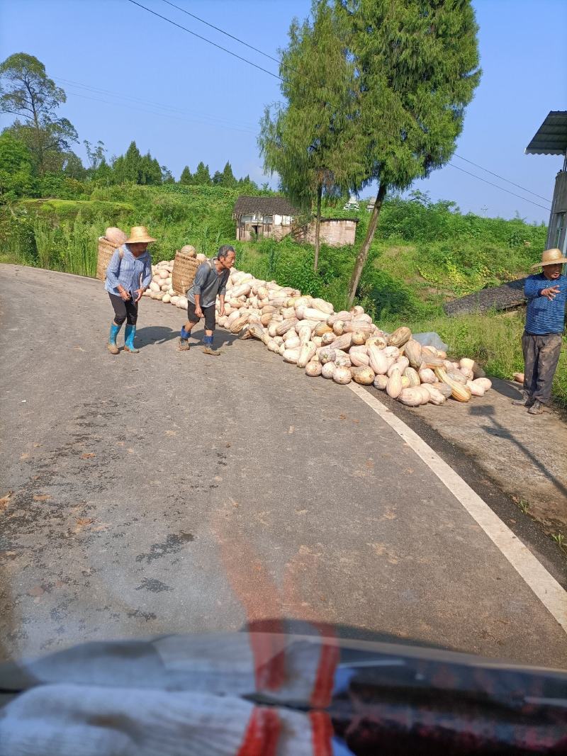 粉又甜的坡地南瓜(广安武胜县，遂宁唐家乡)