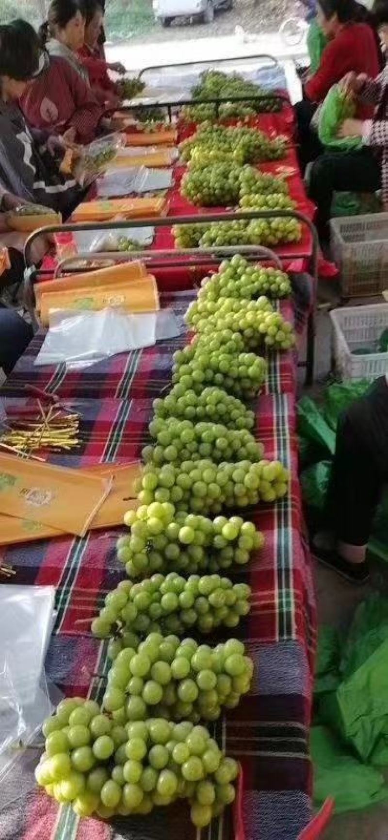 阳光玫瑰葡萄价格阳光玫瑰葡萄产地阳光玫瑰基地