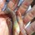 三黄塘鲺苗漂亮的颜色、品种成活率高支持视频看货