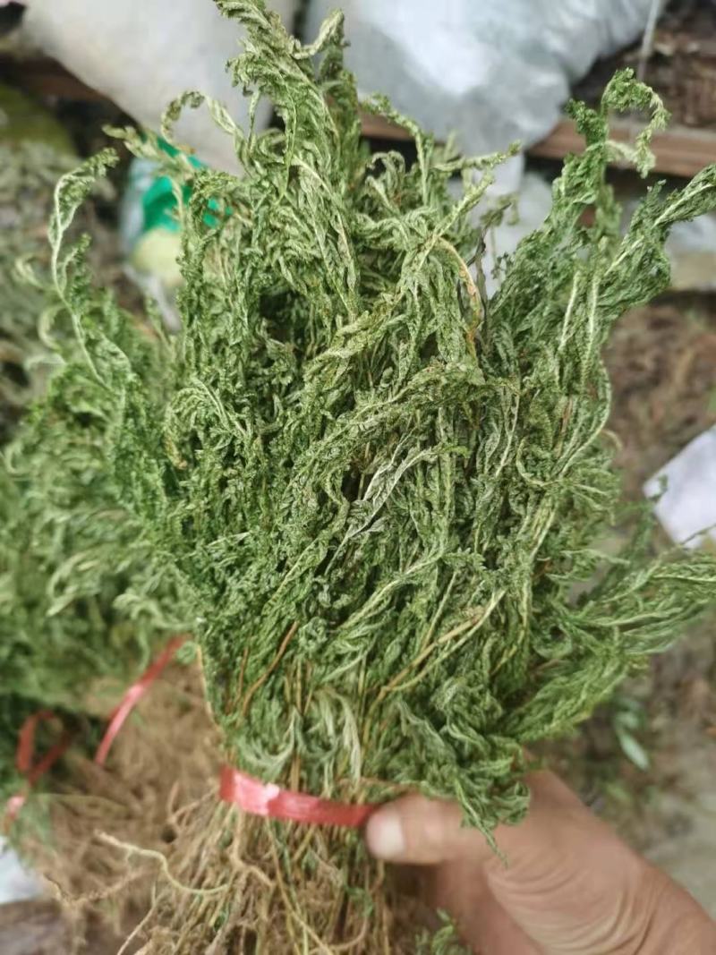 石上柏，深绿卷柏，地侧柏，梭罗草，地梭罗，金龙草，龙鳞草