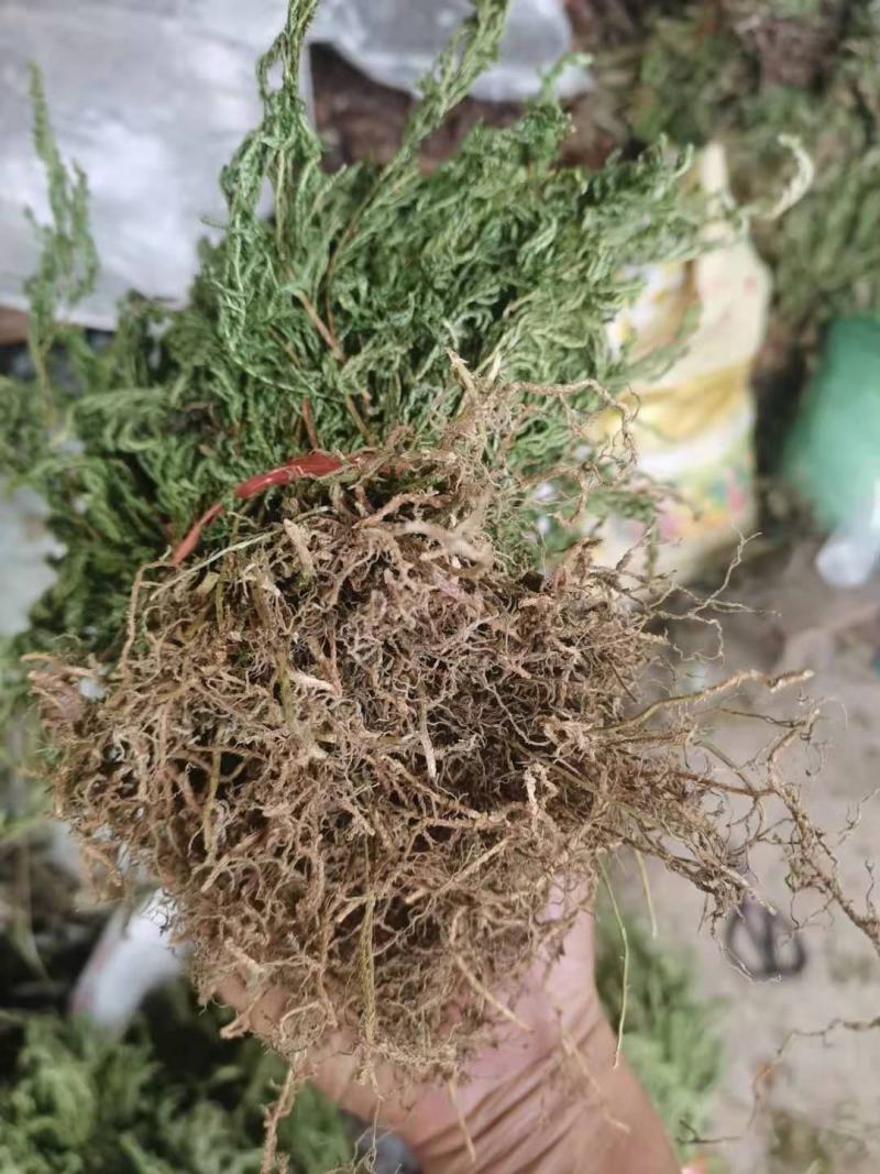 石上柏，深绿卷柏，地侧柏，梭罗草，地梭罗，金龙草，龙鳞草