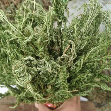 石上柏，深绿卷柏，地侧柏，梭罗草，地梭罗，金龙草，龙鳞草