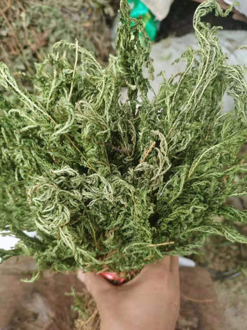 石上柏，深绿卷柏，地侧柏，梭罗草，地梭罗，金龙草，龙鳞草