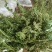 石上柏，深绿卷柏，地侧柏，梭罗草，地梭罗，金龙草，龙鳞草