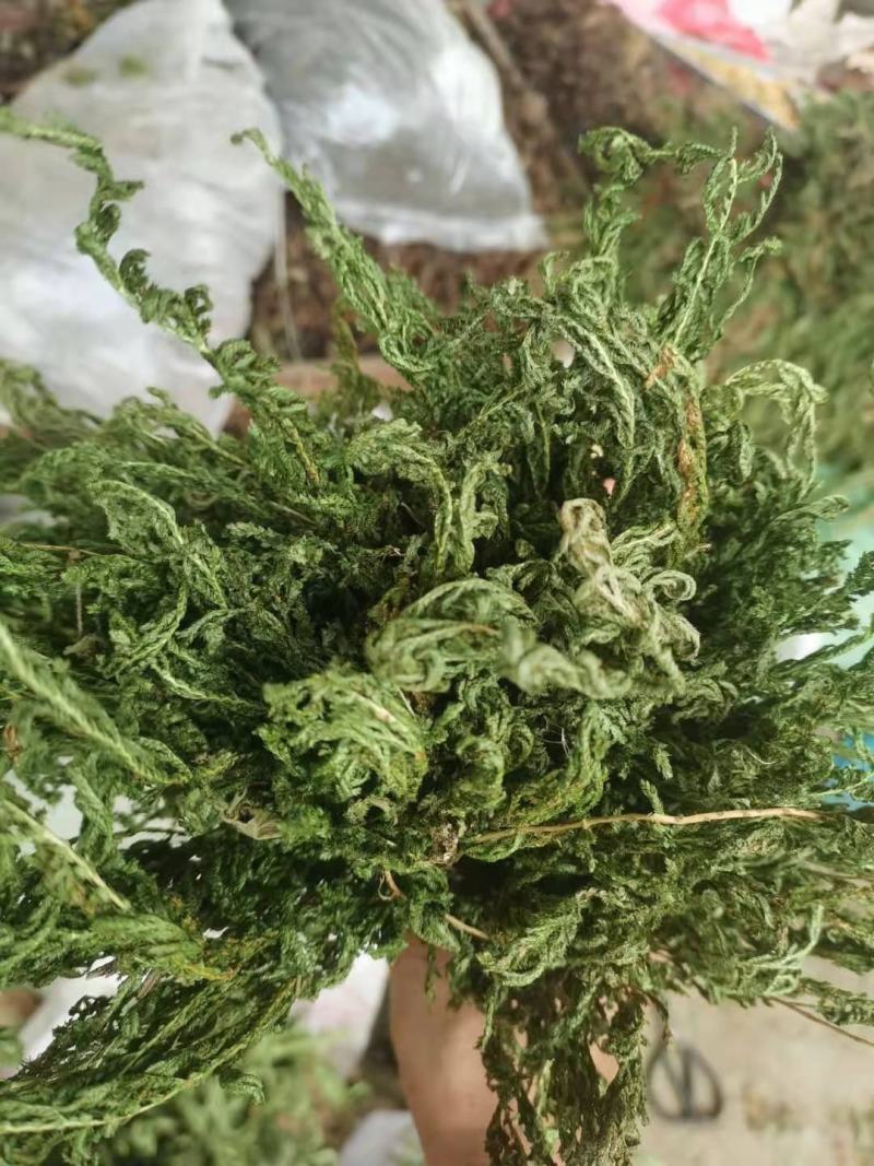 石上柏，深绿卷柏，地侧柏，梭罗草，地梭罗，金龙草，龙鳞草
