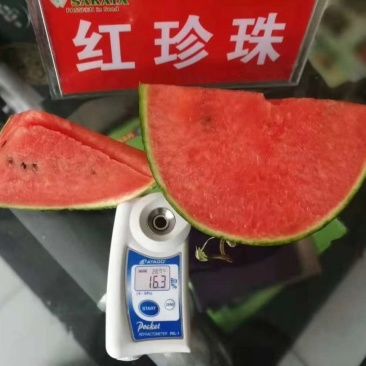 红珍珠西瓜