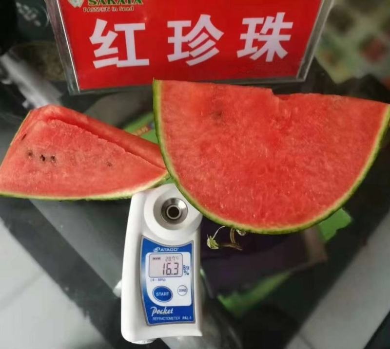 红珍珠西瓜