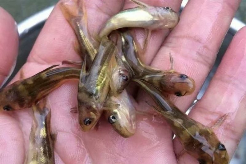 优质淡水黄颡鱼苗黄骨鱼苗黄丫头鱼苗鱼场直供保证品质