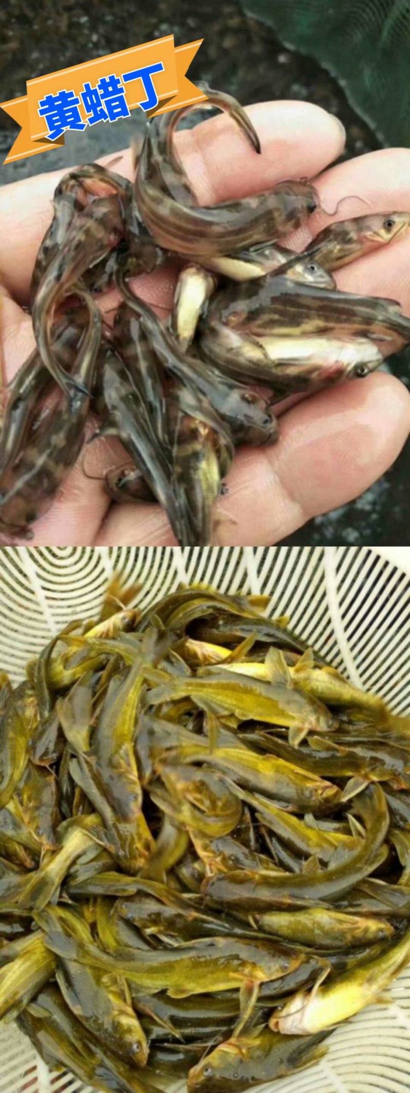优质淡水黄颡鱼苗黄骨鱼苗黄丫头鱼苗鱼场直供保证品质