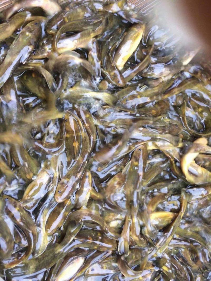 优质淡水黄颡鱼苗黄骨鱼苗黄丫头鱼苗鱼场直供保证品质