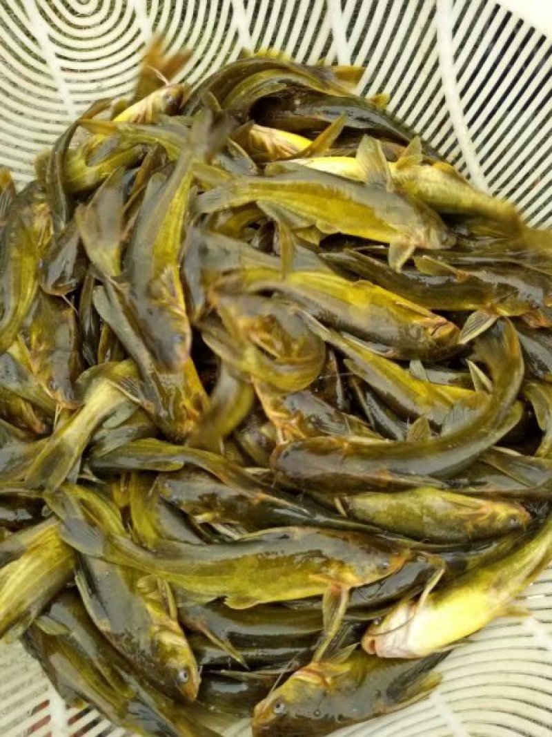 优质淡水黄颡鱼苗黄骨鱼苗黄丫头鱼苗鱼场直供保证品质