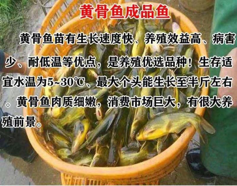 优质淡水黄颡鱼苗黄骨鱼苗黄丫头鱼苗鱼场直供保证品质