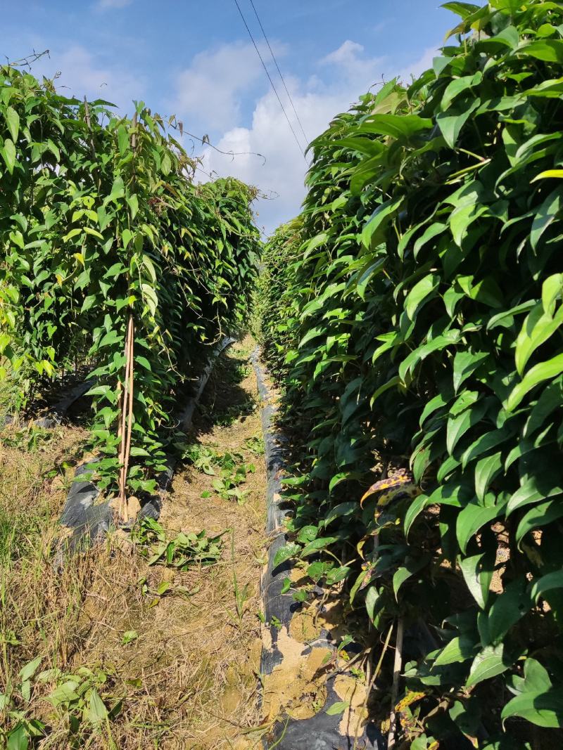 赣南紫山药新鲜现挖紫大薯脚板薯农家蔬菜正宗铁棍怀山紫玉淮
