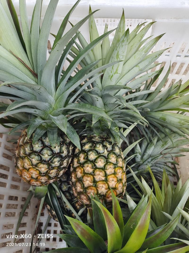 凤梨