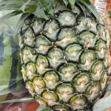 凤梨