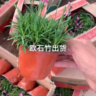 双色盆小皮桶欧石竹