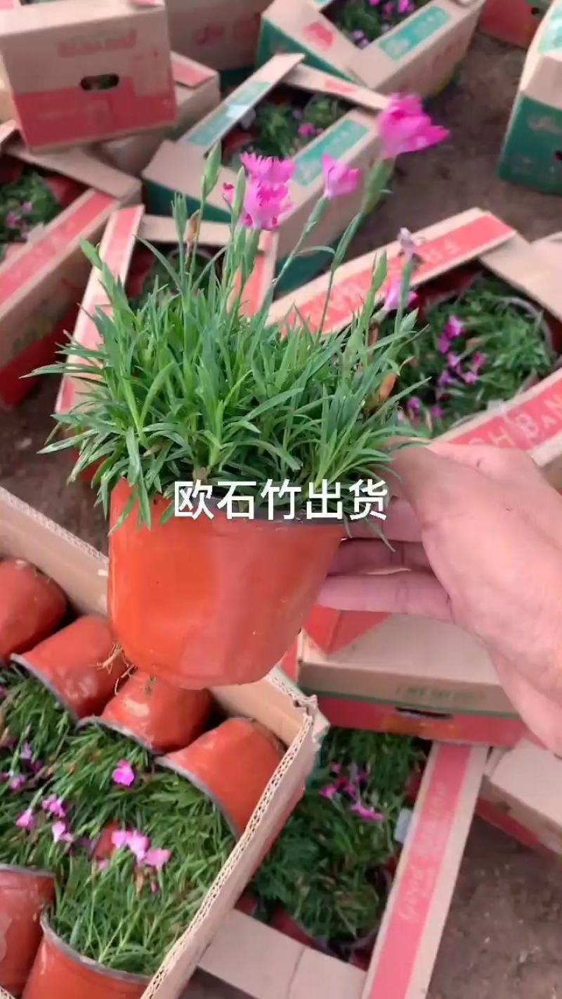 双色盆小皮桶欧石竹
