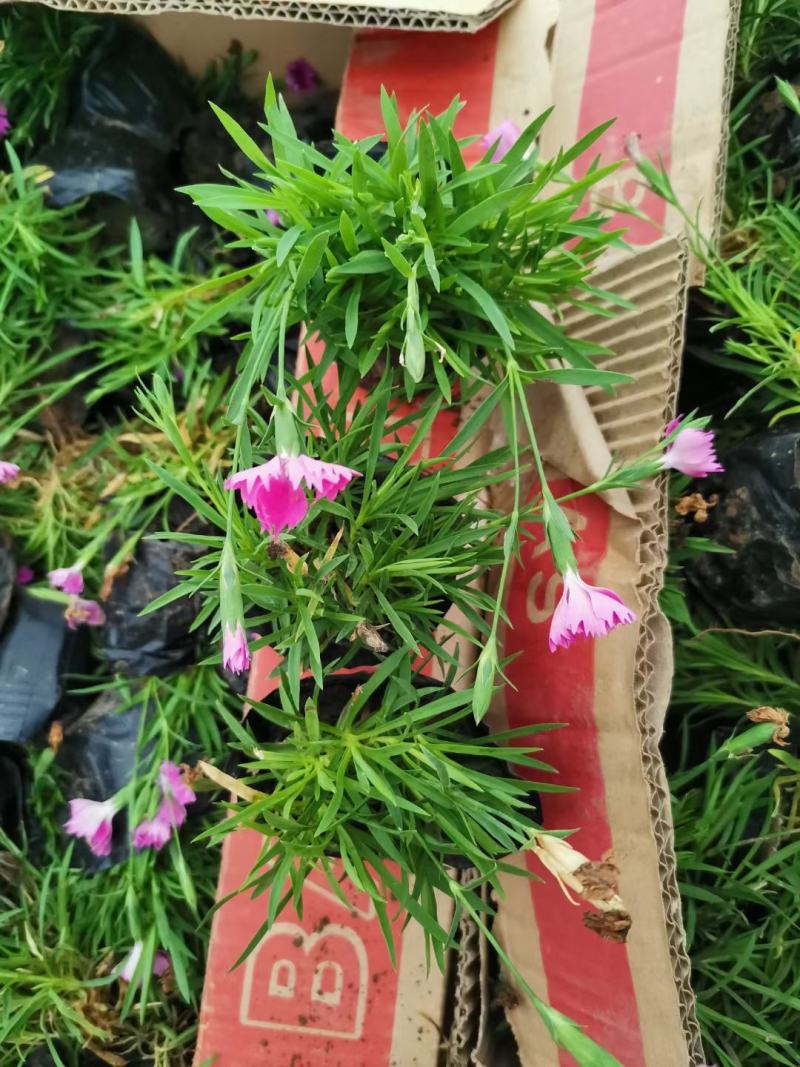双色盆小皮桶欧石竹