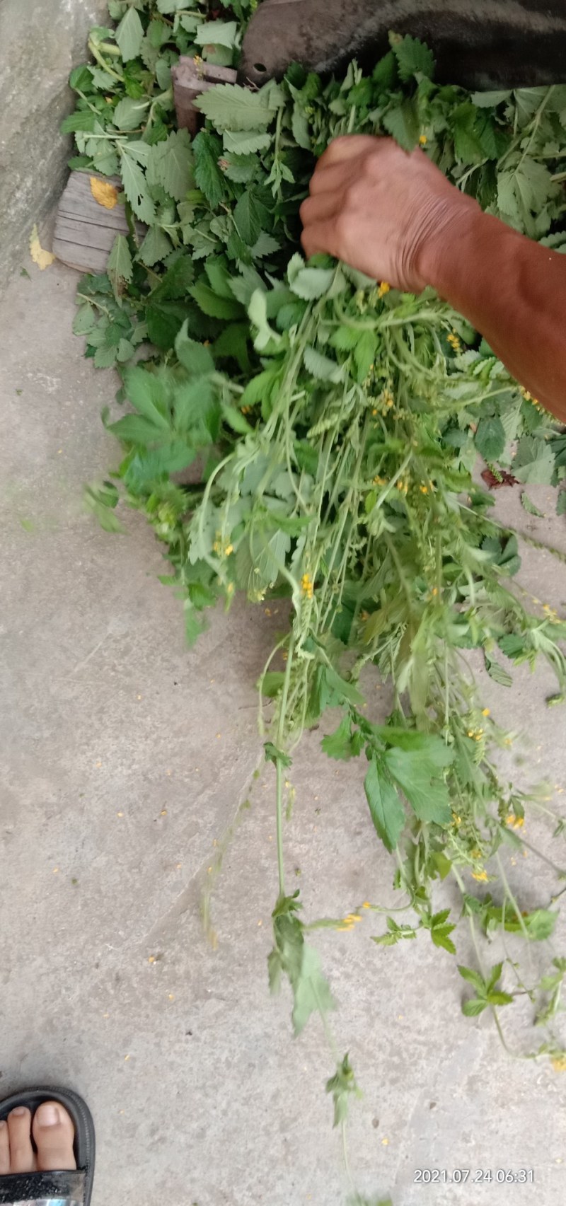 纯野生新货仙鹤草，大货大量批发零售，欢迎各位的来电