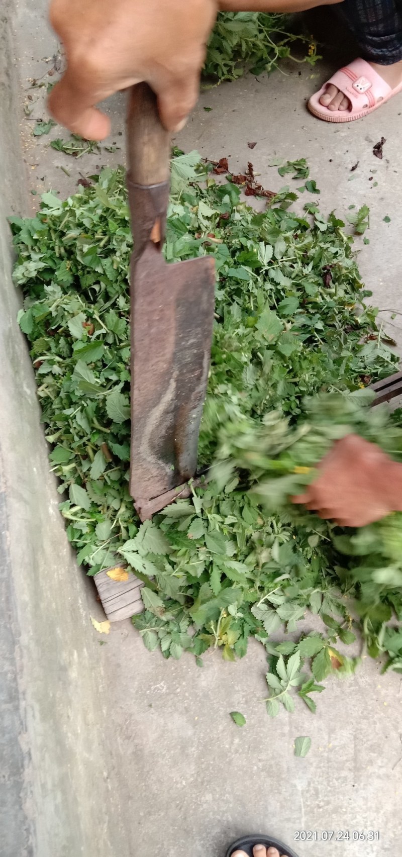 纯野生新货仙鹤草，大货大量批发零售，欢迎各位的来电
