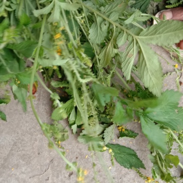 纯野生新货仙鹤草，大货大量批发零售，欢迎各位的来电