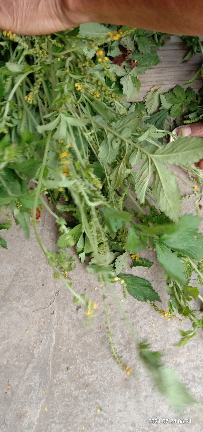纯野生新货仙鹤草，大货大量批发零售，欢迎各位的来电