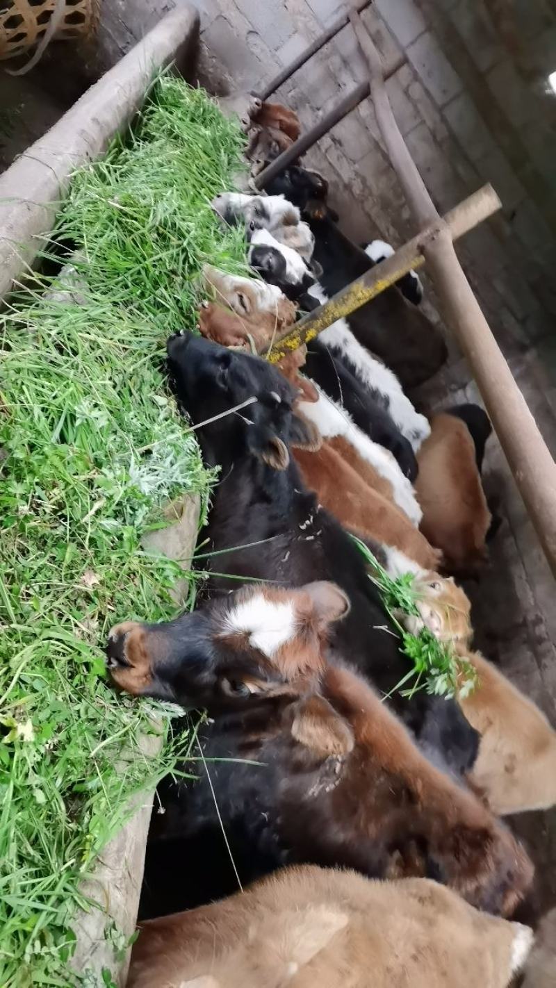牛犊/精品杂交跑山小牛犊/纯草喂养放山牛肯吃草好喂养包技术