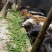 牛犊/精品杂交跑山小牛犊/纯草喂养放山牛肯吃草好喂养包技术