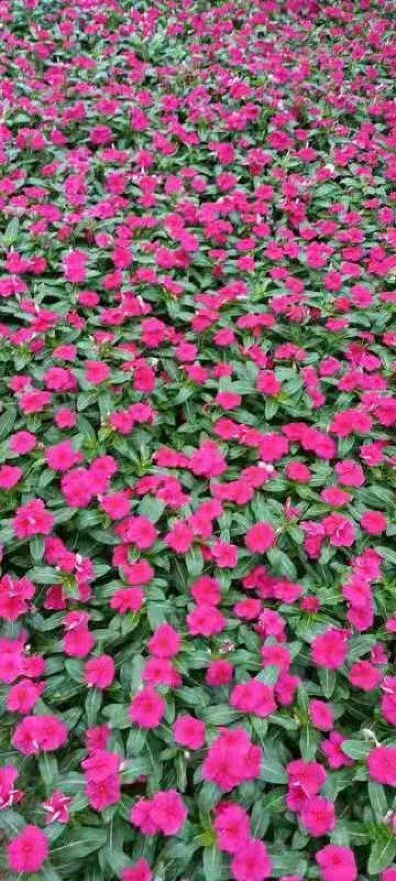 双色盆小皮桶牵牛花