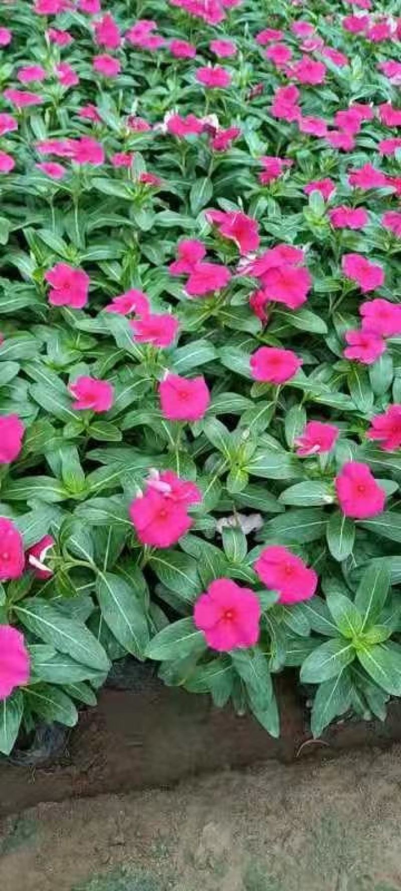 双色盆小皮桶牵牛花