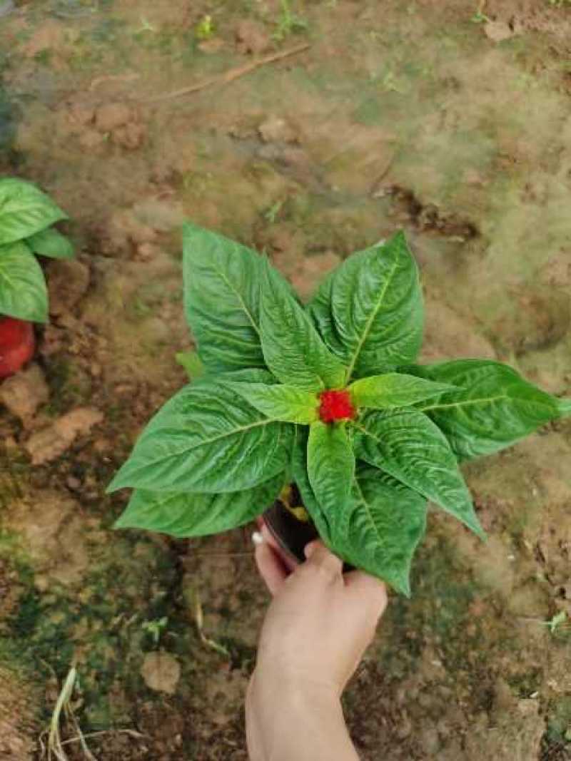 双色盆，小皮桶一串红