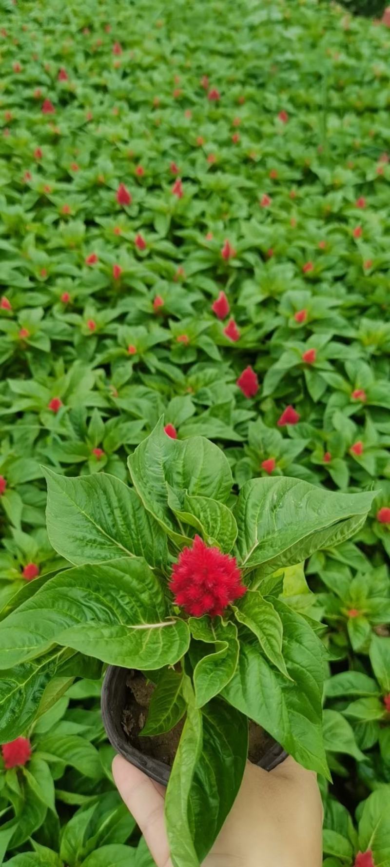 双色盆，小皮桶一串红