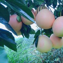 广西三红蜜柚子应季水果孕妇新鲜水果整箱包邮果园直发批发