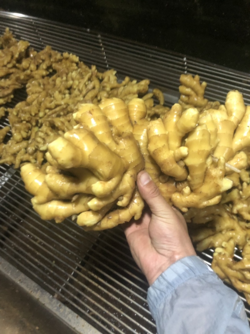 ［小黄姜］精品生姜产地批发货源充足坏烂包赔全国发货